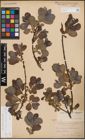 Foto von Salix cinerea L. x Salix nigricans Sm. x Salix phylicifolia L.